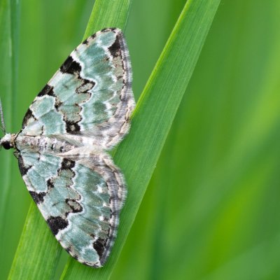 Colostygia pectinataria (píďalka zelená), Podkomorská myslivna