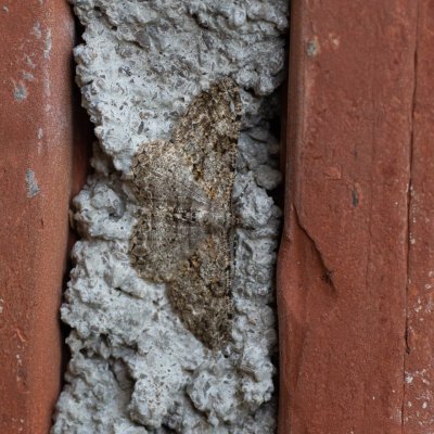 Peribatodes rhomboidaria (různorožec trnkový), HR, Jablanac