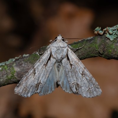 Acronicta psi (šípověnka trnková), PP Na cvičišti