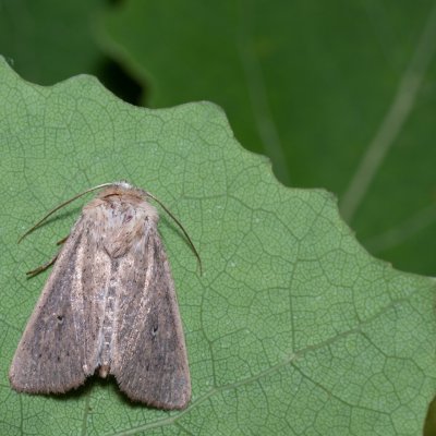 Mythimna sicula (plavokřídlec západní), Hády - lesní lom