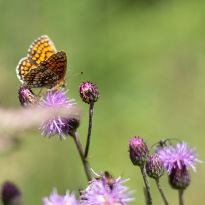 Melitaea athalia (hnědásek jitrocelový), Podkomorské lesy