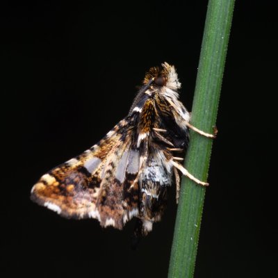 Thyris fenestrella (okenáč plaménkový), NPP Pouzdřanská step - Kolby