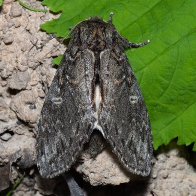 Peridea anceps (hřbetozubec plachý), Hády