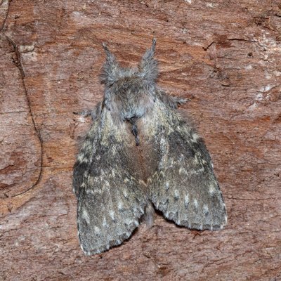 Stauropus fagi (hranostajník bukový), Devět křížů