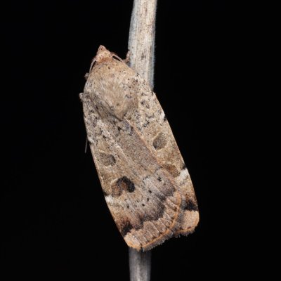 Noctua interposita (osenice přehlížená), NPR Mohelenská hadcová step