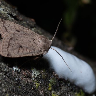 Xestia castanea (osenice borůvková), HR, Jablanac