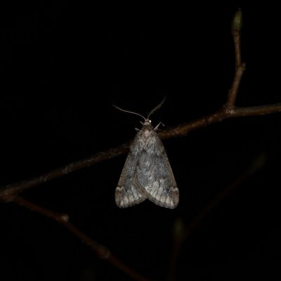 Alsophila aescularia (hedvábnice jarní), Žebětín