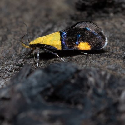 Oecophora bractella (krásněnka skvostná), Kobylí