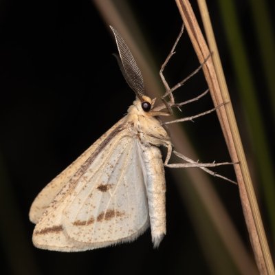 Aspitates gilvaria (-), PP Černice