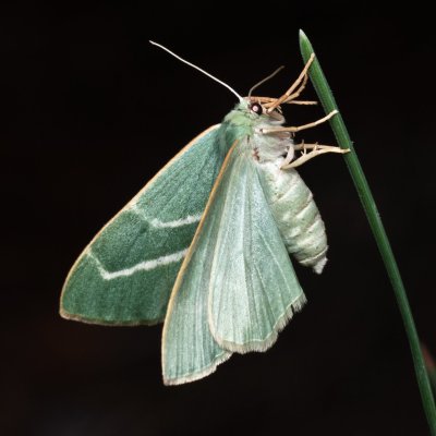 Hylaea fasciaria (běločárník smrkový), PP Prameniště Pohořského potoka