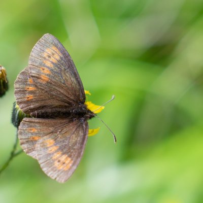 Erebia manto, SK, Zadné Meďodoly, Tatry