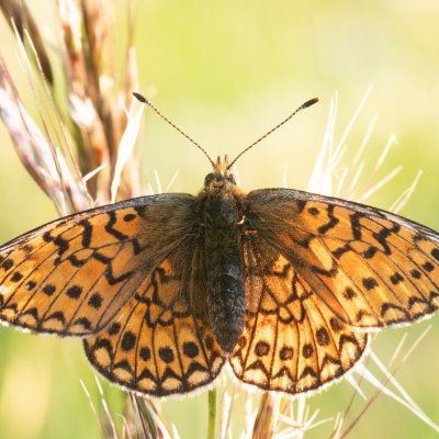 Boloria eunomia (perleťovec mokřadní), PP Pohoří na Šumavě