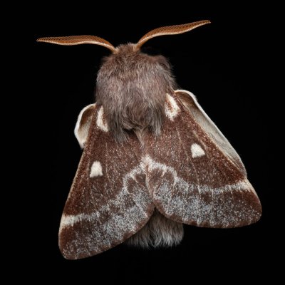 Eriogaster lanestris (bourovec březový), NPR Radostínské rašeliniště