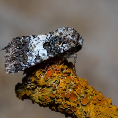 Hadena compta (můra kartouzková), Havranické vřesoviště