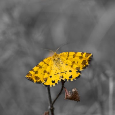 Pseudopanthera macularia (zejkovec hluchavkový), PR Údolí Říčky
