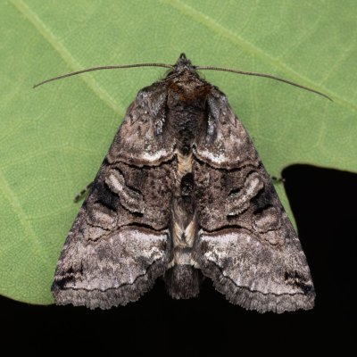 Abrostola tripartita (kovolesklec žahavkový), Čebín - bývalý lom