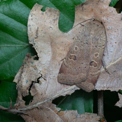 Noctua comes (osenice prvosenková), Žebětín