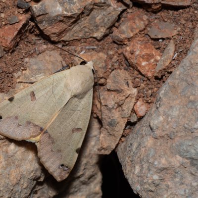 Ophiusa tirhaca (hnědopáska pistáciová), HR, Jablanac