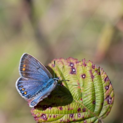 Polyommatus icarus (modrásek jehlicový), Ketkovice