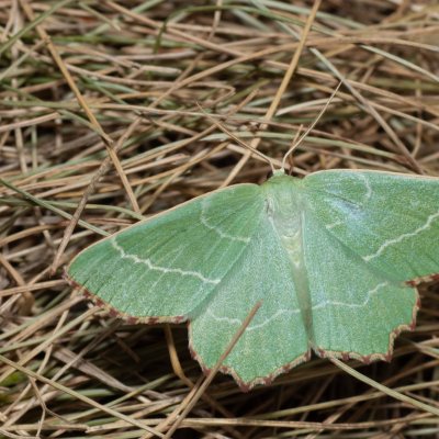Thalera fimbrialis (zelenopláštník mateřídouškový), Lysá hora u Ochozu