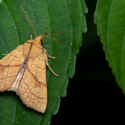 Tiliacea citrago (zlatokřídlec lipový), Žebětín