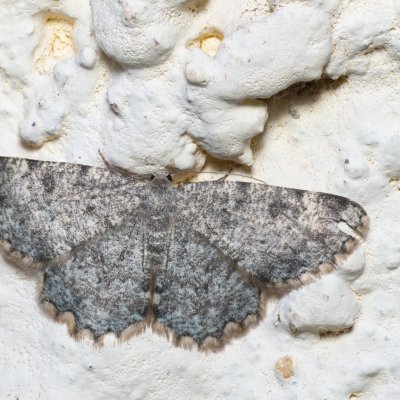 Charissa sp., SK, Súľov-Hradná