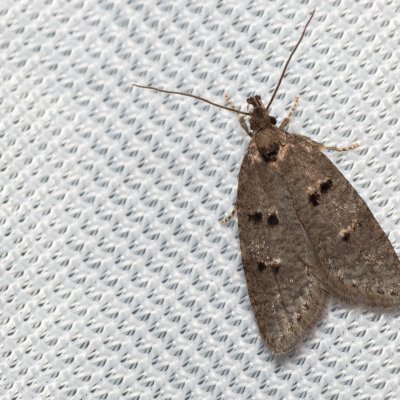 Luquetia lobella (-), PR Turold