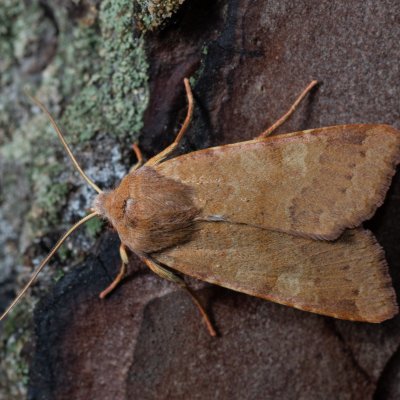 Agrochola helvola (polnice hnědá), Žebětín