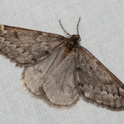 Alsophila aescularia (hedvábnice jarní), Kamenný vrch