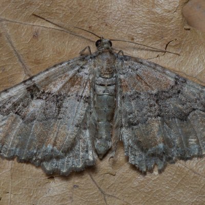 Hydria cervinalis (píďalka jarní), PP Kavky