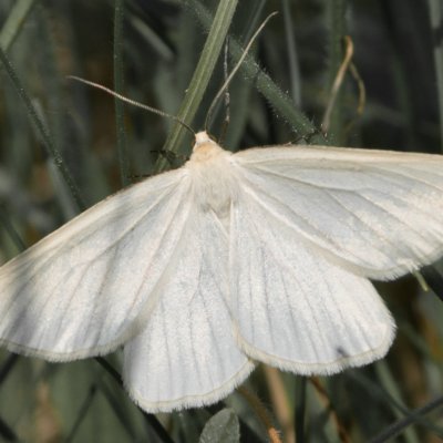 Siona lineata (bělokřídlec luční), NPP Na Adamcích