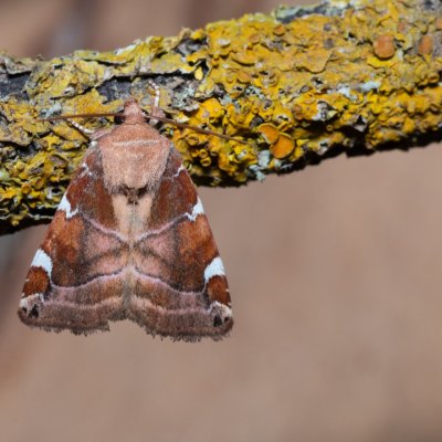Cosmia diffinis (blýskavka jilmová), PR Svatý kopeček