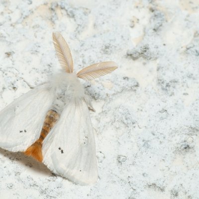 Euproctis chrysorrhoea (bekyně zlatořitná), Lukovany