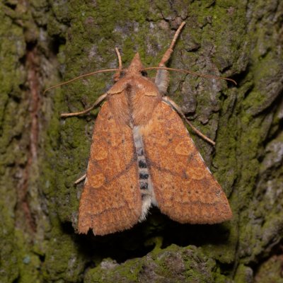 Jodia croceago (zlatokřídlec vzácný), Kamenný vrch