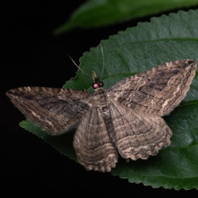Philereme transversata (píďalka krušinová), PP Ječmeniště