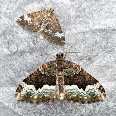 Euphyia biangulata (píďalka zelenokrajná), Augšperský potok