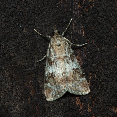 Gesneria centuriella (šedovníček horský), SK, Štôla