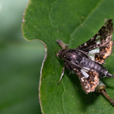 Thyris fenestrella (okenáč plaménkový), PP Skalky u Sedlece