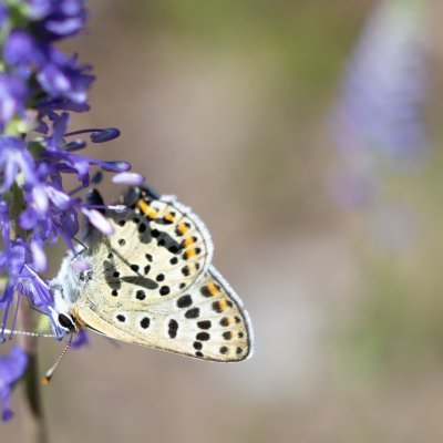 Lycaena tityrus (ohniváček černoskvrnný), Hnanice