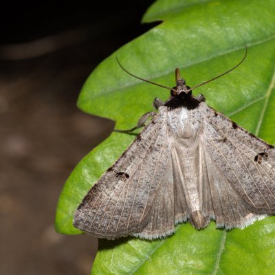 Lygephila craccae (hnědopáska vikvicová), Kývalka