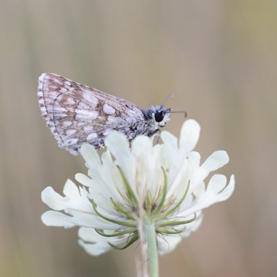 Pyrgus carthami (soumračník proskurníkový), NPR Mohelenská hadcová step