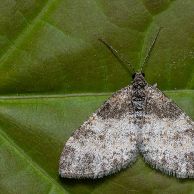 Lobophora halterata (šedokřídlec osikový), Hády
