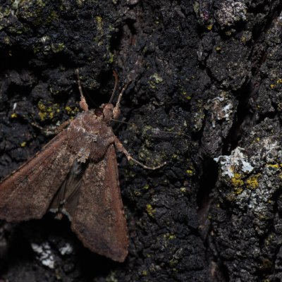 Peridroma saucia (osenice cizokrajná), HR, Jablanac