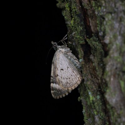 Chloroclysta siterata (píďalka lípová), Žebětín