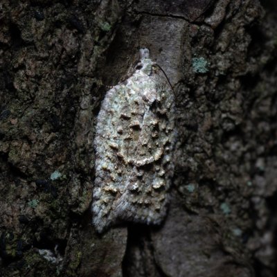 Acleris literana (obaleč zelenavý), Ždánický les