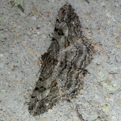 Peribatodes rhomboidaria (různorožec trnkový), Lukovany