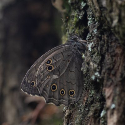 Kirinia roxelana (-), GR, Ano Garounas, Korfu