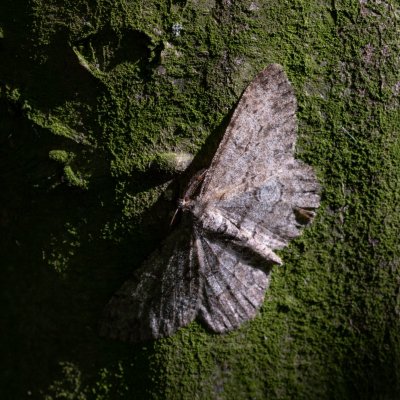 Hypomecis punctinalis (různorožec ovocný), Nový hrad u Adamova
