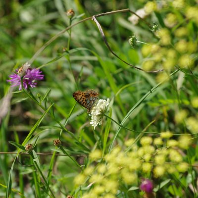 Issoria lathonia (perleťovec malý), Židlochovice - Výhon