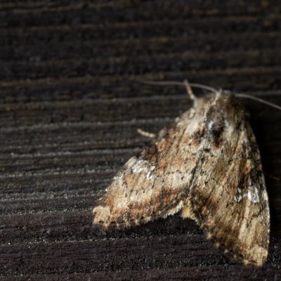 Apamea scolopacina (šedavka třeslicová), SK, Štôla